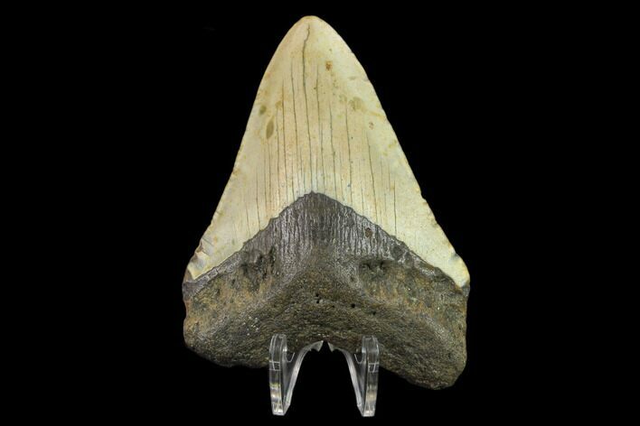 Bargain, 3.94" Fossil Megalodon Tooth - North Carolina